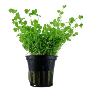 Micranthemum Umbrosum en pot