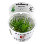 Eriocaulon Cinereum 1-2-Grow ! Idéal Nano