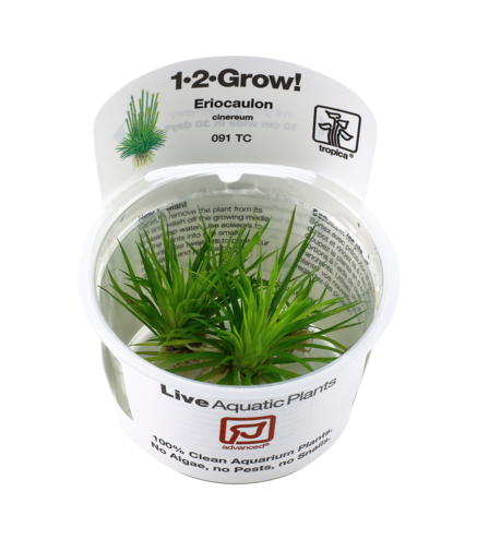 Eriocaulon Cinereum 1-2-Grow ! Idéal Nano