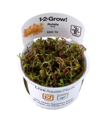 Rotala 'Vietnam H’ra 1-2-Grow !