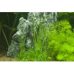 Eriocaulon Cinereum in vitro 
