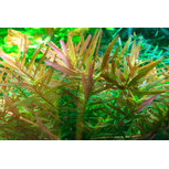 Rotala rotundifolia 'H'ra' in vitro