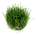 Lilaeopsis Brasiliensis  in vitro