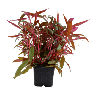 Alternanthera Reineckii ‘Pink’ XL Alternanthera Reineckii ‘Pink’ XL
