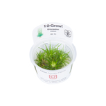 Eriocaulon Cinereum in vitro 