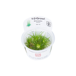 Eriocaulon Cinereum 1-2-Grow ! Idéal Nano