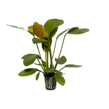 Echinodorus x ‘Barthii’ en pot