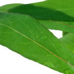 Hygrophila Corymbosa ‘Siamensis en pot