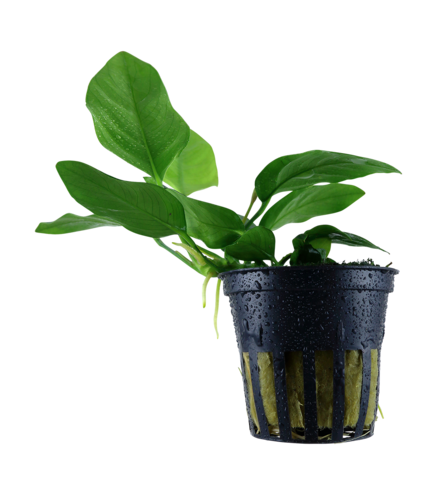 Anubias Barteri Nana en pot