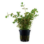 Rotala Rotundifolia en pot