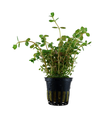 Rotala Rotundifolia en pot