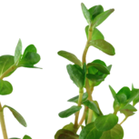 Rotala Rotundifolia en pot