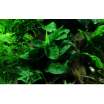 Anubias Barteri Nana en pot