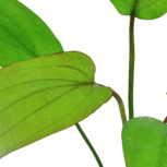 Echinodorus x ‘Barthii’ en pot