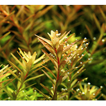 Rotala Rotundifolia en pot