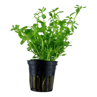 Bacopa ‘Compact’ en pot Bacopa ‘Compact’ en pot