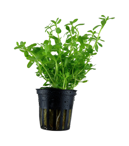 Bacopa ‘Compact’ en pot