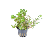 Rotala Rotundifolia en pot