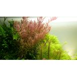 Rotala Rotundifolia en pot