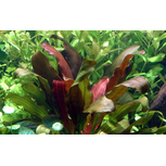 Echinodorus x ‘Barthii’ en pot