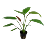 Echinodorus x ‘Barthii’ en pot
