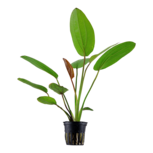 Echinodorus x ‘Barthii’ en pot