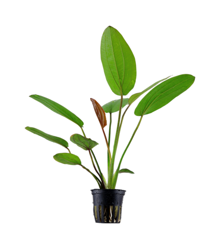 Echinodorus x ‘Barthii’ en pot