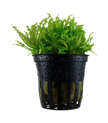 Pogostemon Helferi en pot