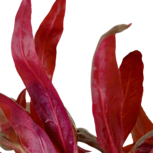 Alternanthera Reineckii ‘Pink’ en pot