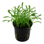 Lilaeopsis Brasiliensis en pot
