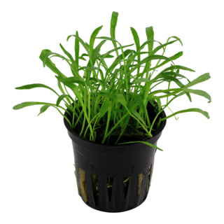 Lilaeopsis Brasiliensis en pot