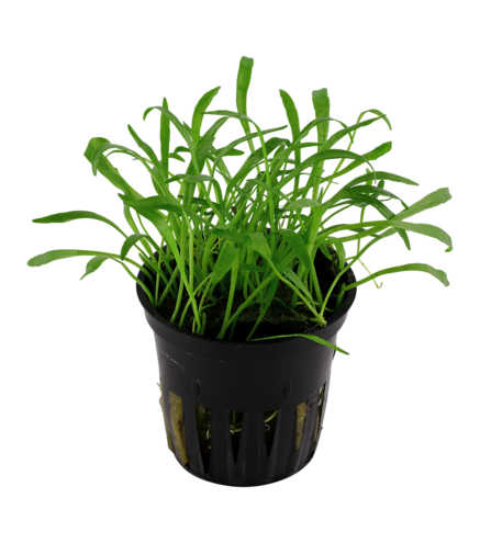 Lilaeopsis Brasiliensis en pot