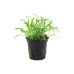Lilaeopsis Brasiliensis en pot