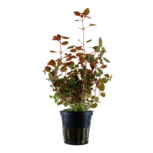 Ludwigia Palustris"super red" en pot