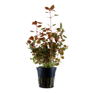 Ludwigia Palustris"super red" en pot