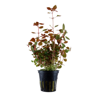 Ludwigia Palustris en pot Ludwigia Palustris en pot