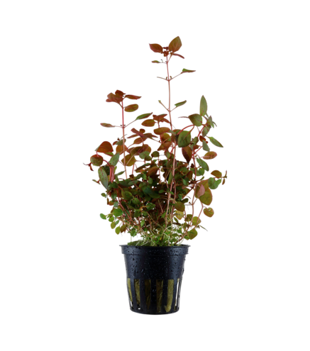 Ludwigia Palustris"super red" en pot