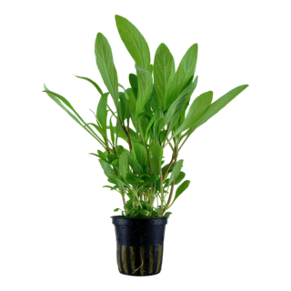 Hygrophilia Costata en pot Hygrophilia Costata en pot