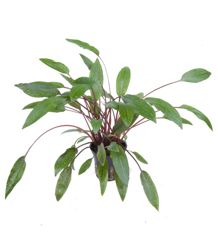 Lot de 3 Cryptocoryne ‘Petchii'