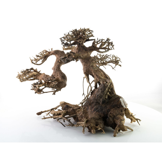 Arbre Bonsaï taile XL pour paysages aquatiques en aquascaping