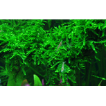 Vesicularia ferriei 'Weeping' in vitro