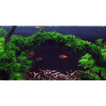 Vesicularia ferriei 'Weeping' in vitro