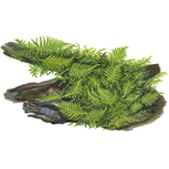 Vesicularia montagnei 'Christmas' 1-2-Grow !