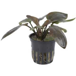 Lagenandra meeboldii 'Red' en pot Lagenandra meeboldii 'Red' en pot
