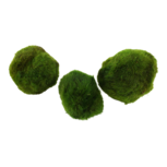 Cladophora aegagropila - 3 boules d'algues