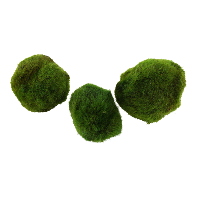 boules de mousses 3 Boules  D' algues daquarium  diamètre de 4 à 5 cm
