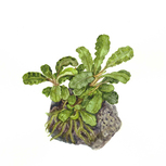 Bucephalandra 'Wavy Green' sur roche