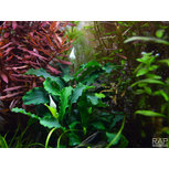 Bucephalandra 'Wavy Green' sur roche