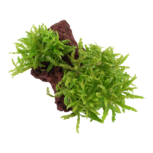 Pogostemon helferi sur roche de lave