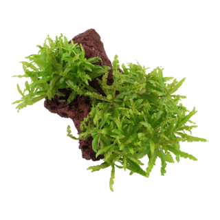 Pogostemon helferi sur roche de lave